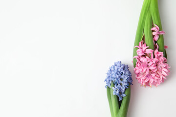 Beautiful blooming hyacinth plants on light background