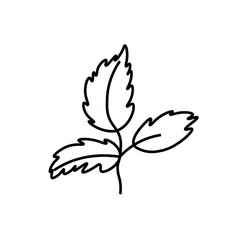 Vector minimalist plant leaf with a black line.One autumn simple hand drawn illustration on white isolated background in doodle style.Design for packaging,social media,posters,postcards.