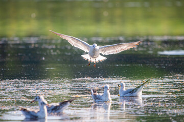 Gull flying over water, Seagull landing, Bird flying, Bird landing over water