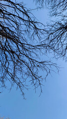 tree bare branches against blue sky without clouds