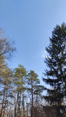Trees and sky in park