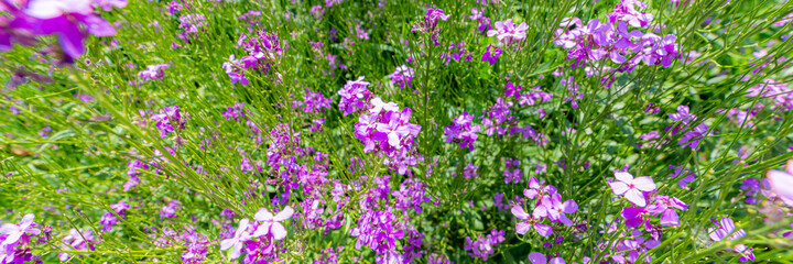 Obraz na płótnie Canvas Arabis blepharophylla flowers or rock cress, common coast rock cress or rose rock cress. Arabis Spring Charm blossom. Power flowers pink background