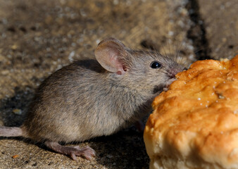 House mouse searching for food in an urban house garden.