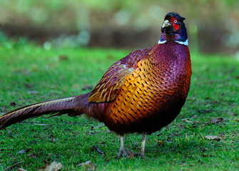 Fototapeta premium Pheasants are birds of several genera within the subfamily Phasianinae, of the family Phasianidae in the order Galliformes.