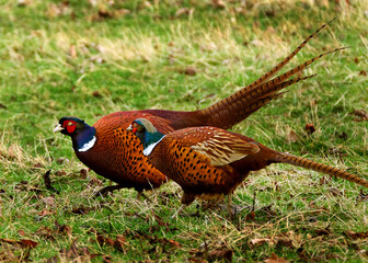 Pheasants are birds of several genera within the subfamily Phasianinae, of the family Phasianidae in the order Galliformes.
