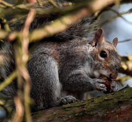 Grey Squirrel feeding in fir tree in urban house garden.