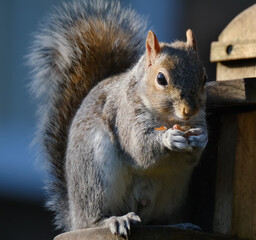 Naklejka na ściany i meble Grey Squirrel feeding in fir tree in urban house garden.