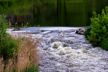 Rapids in forest wild river