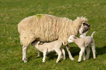 A Swaledale mule sheep tends to her newborn twin lambs in Springtime, stood in green pasture. One...