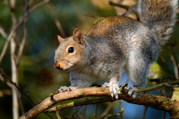 Grey Squirrel feeding in fir tree in urban house garden.