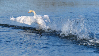 The mute swan is a species of swan and a member of the waterfowl family Anatidae. It is native to much of Eurosiberia, and the far north of Africa