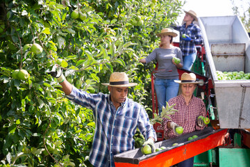 Group of farm workers picking ripe apples, working on harvesting platform in fruit orchard