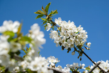 Cerisier en fleurs