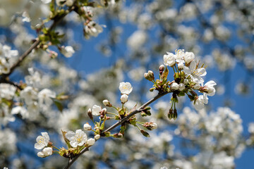Cerisier en fleurs