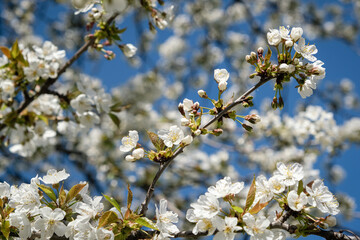 Cerisier en fleurs