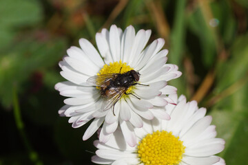 Male face fly, autumn housefly (Musca autumnalis), family Muscidae on a flower of common daisy...