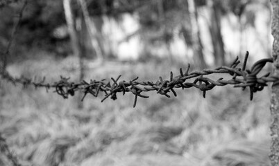rusty barbed wire on an old fence in a forest, a relict of the Cold War