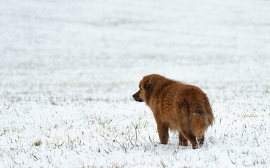 dog in snow