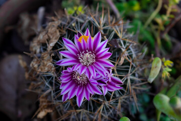 cactus con 2 flores moradas