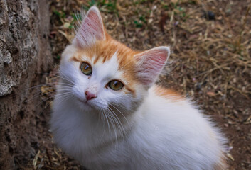 gato mirando hacia arriba