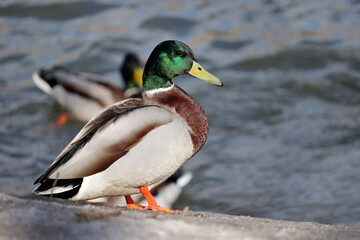 Naklejka na ściany i meble Mallard ducks on a river coast. Male wild ducks at spring