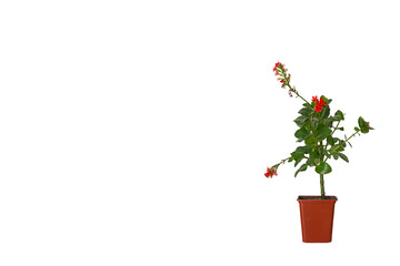 potted flower
