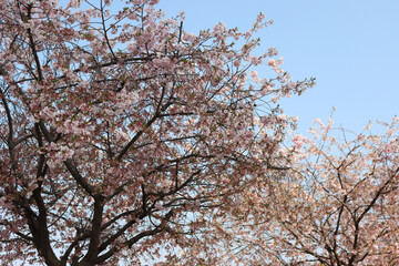 Pink flowers of Cherry tree on branches against blue sky. Springtime background. Prunus avium