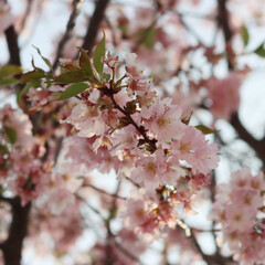 Close-up, of pink flowers of Cherry tree on branches. Springtime background. Prunus avium