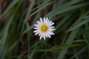 一面に咲き誇る白く美しい春の山野草