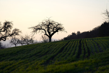 Trees in backlight with sunrise and meadow in the foreground, Zurich, Switzerland. Photo taken April 1st, 2021.