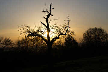 Fototapeta na wymiar Silhouette of tree with birdhouse at sunrise with orange sun in the background.