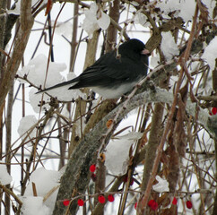 Dark eyed junco perching