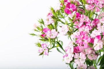 Fototapeta na wymiar Pink sweet william flower isolated on a white background.