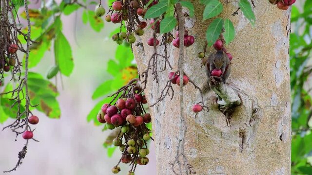 Pallas's Squirrel, Callosciurus erythraeus, eating a fruit almost the size of its head while perched on a short broken branch of a tree in Huai Kha Kaeng Wildlife Sanctuary, Thailand.