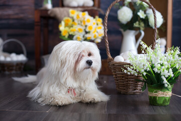 Little maltese puppy dog, lying on the floor in studio with easter decoration