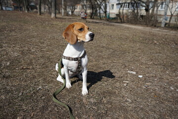 Beagle dog sitting on the ground