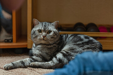 Naklejka na ściany i meble A cute well-groomed cat at home.