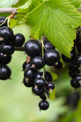 Branch of black currant with ripe bunches of berries and leaves on blurred natural green background. Treat in garden. Harvesting on farm or in garden. Poster with berries.