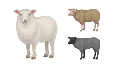 Naklejka premium Sheep as Ruminant Domestic Mammal Kept as Livestock Vector Set