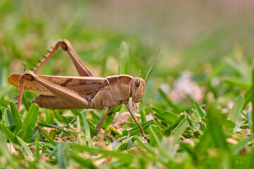 Brown grasshopper seen from the side on grass or lawn