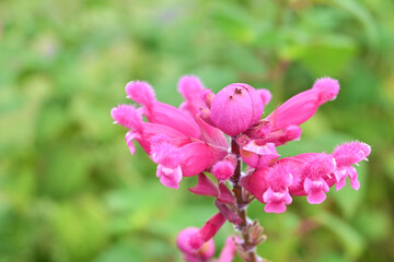 ローズリーフセージ