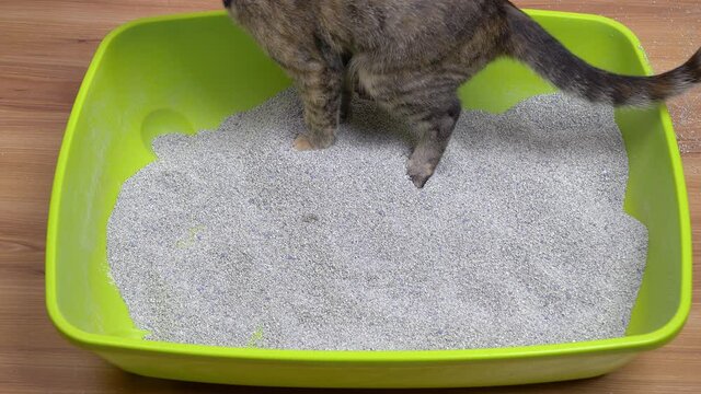 A young gray cat is in a green litter box on the floor and poops into it. Pets and toilet concept