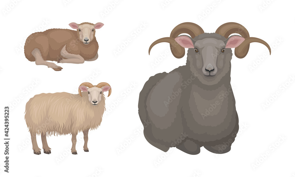 Canvas Prints Sheep as Ruminant Domestic Mammal Kept as Livestock Vector Set