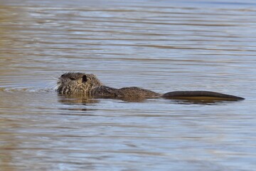 Biber/Nutria an einem Fluss im Frühling