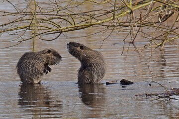 Biber/Nutria an einem Fluss im Frühling