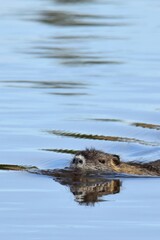 Biber/Nutria an einem Fluss im Frühling
