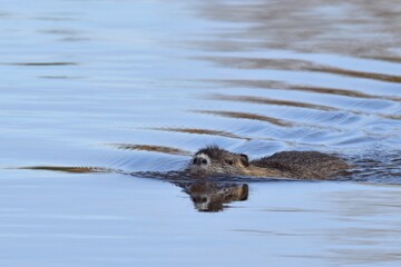 Biber/Nutria an einem Fluss im Frühling