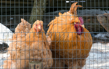 Red Cochin Chickens on a poultry farm