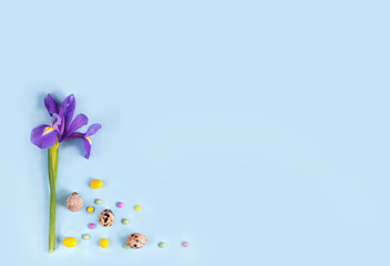 Easter card with Iris flower, quail eggs, colorful candies on blue background.