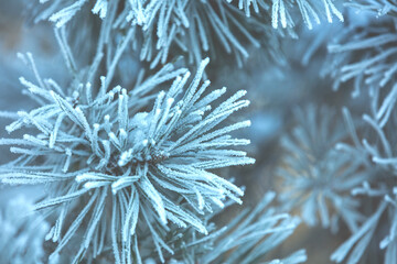 Naklejka na ściany i meble Pine branch covered with hoarfrost. Winter Christmas background